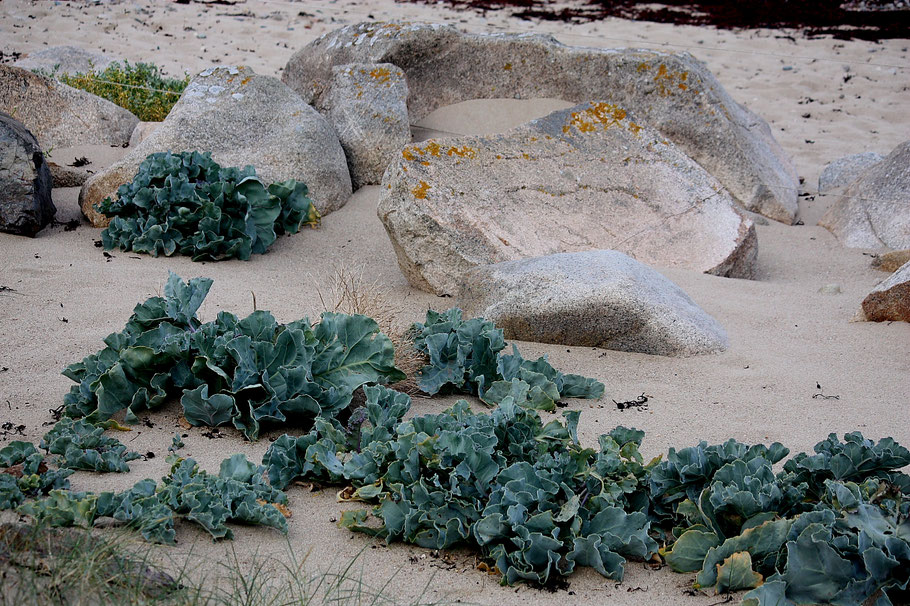 Bild: Wanderung auf dem Sillon de Talbert, Bretagne 