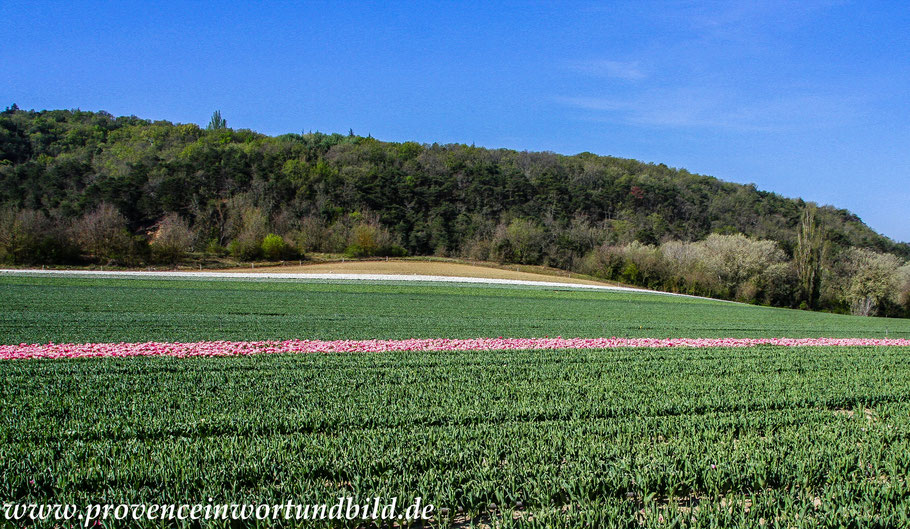 Bild: Tulpenfelder bei Niozelles in der Provence