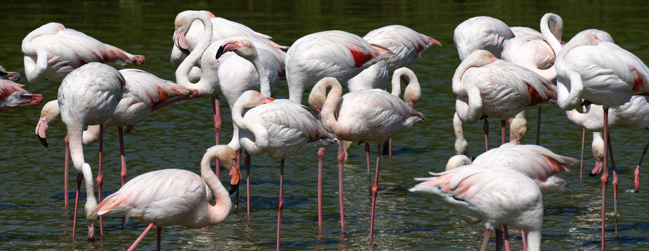 Bild: Parc ornithologique de Pont-de-Gau 