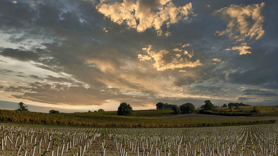 Bild: Weinberge in der Dordogne