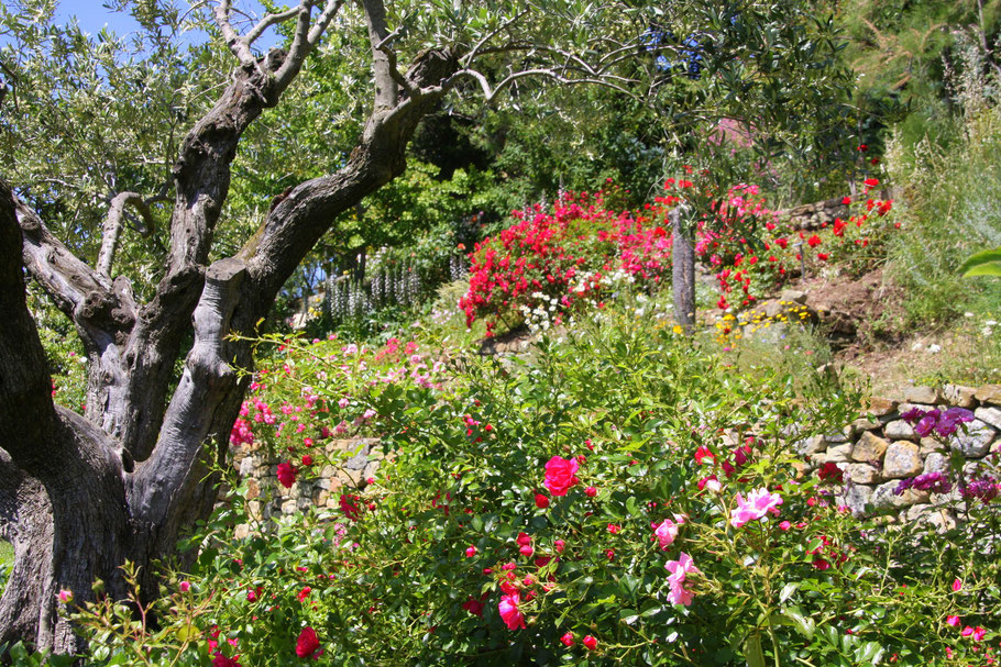 Bild: Jardin de l´Abbaye de Valsaintes, Simiane-la-Rotonde