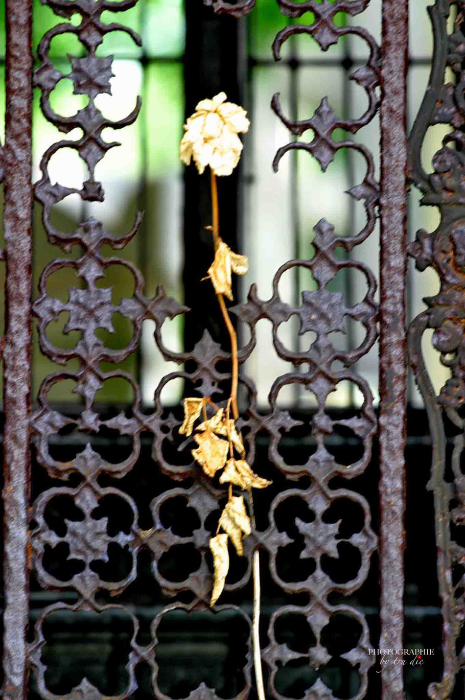 Bild: Cimitiere Père Lachaise in Paris 