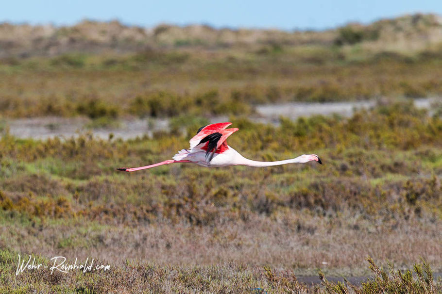 Bild: Flamingo in der Camargue