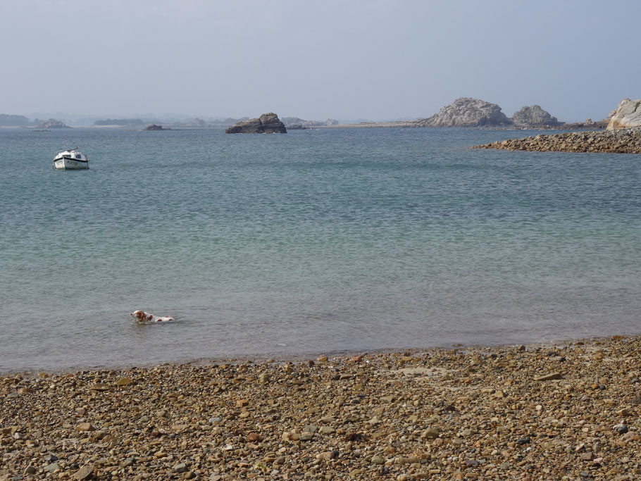 Bild: Plougrescant, Bretagne 