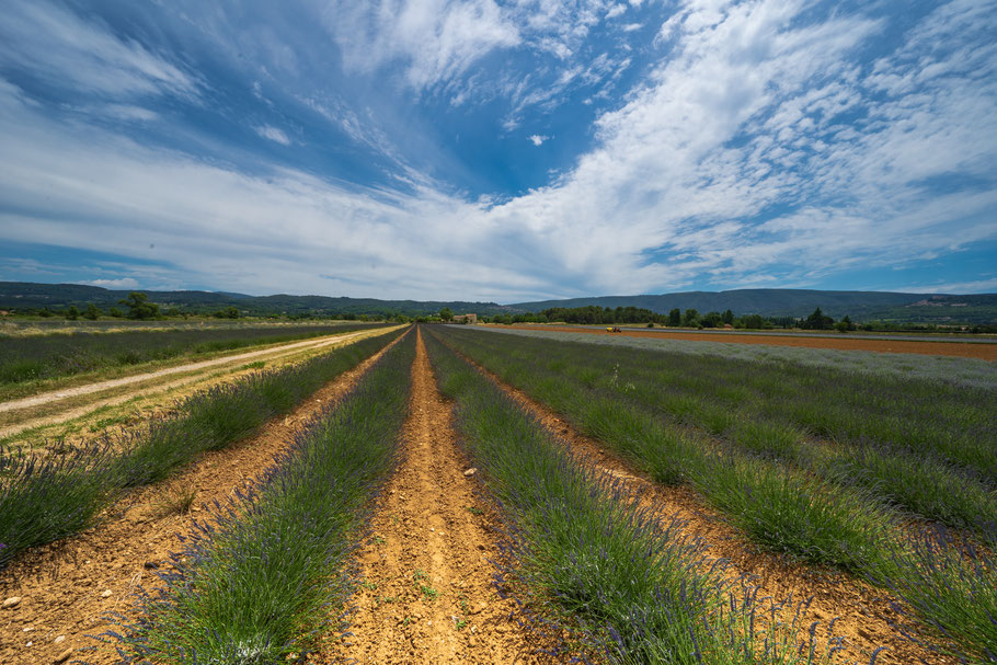 Bild: Lavendelfeld bei Bonnieux in der Provence, Südfrankreich