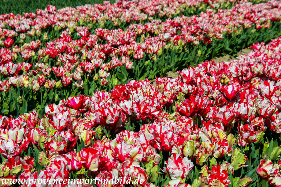 Bild: Tulpenfelder bei Niozelles in der Provence