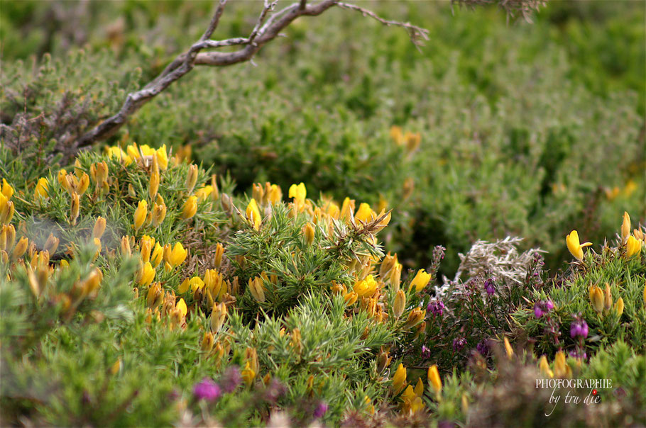 Bild: Vegetation am Cap de la Chèvre 