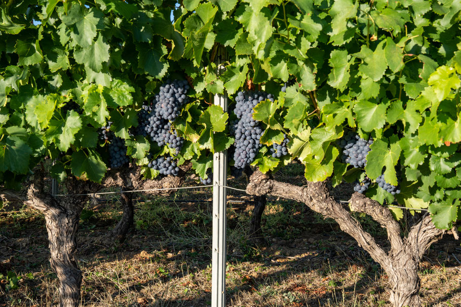 Bild: Traubenlese auf Vignobles Chasson-Château Blanc, Rossillon 