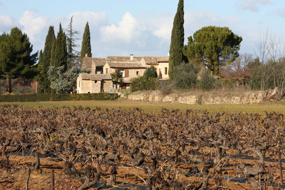 Bild: Weinberge im Winter in der Provence