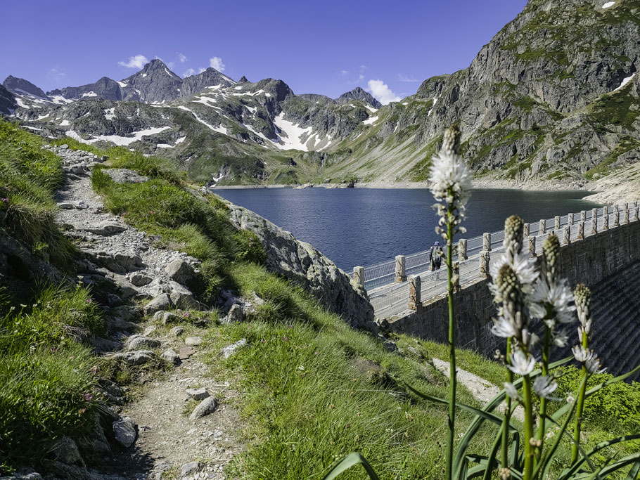 Bild: Flora am Lac d´Artouste