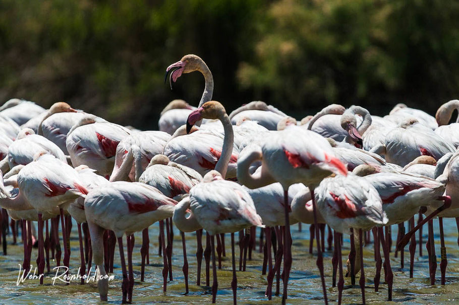 Bild: Flamingos in der Camargue