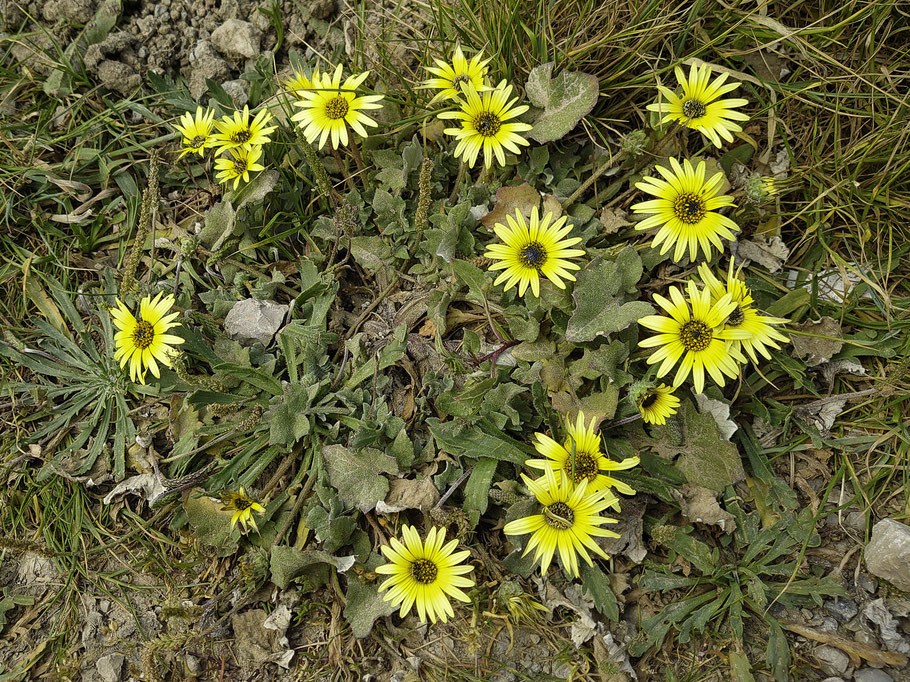 Bild:Blüten an der Praia de Porto Dinheiro in der Nähe von Ribamar