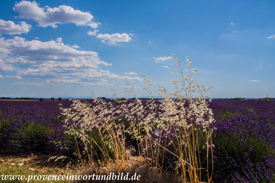 Bild: Lavendeltour hier auf dem Plateau Valensole