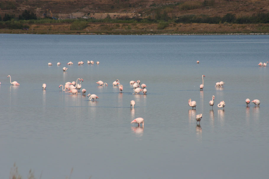 Bild: Flamingos in der Camargue, Provence