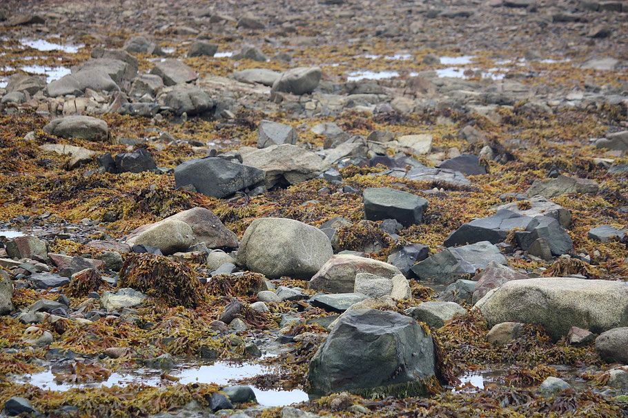 Bild: Wanderung auf dem Sillon de Talbert, Bretagne 