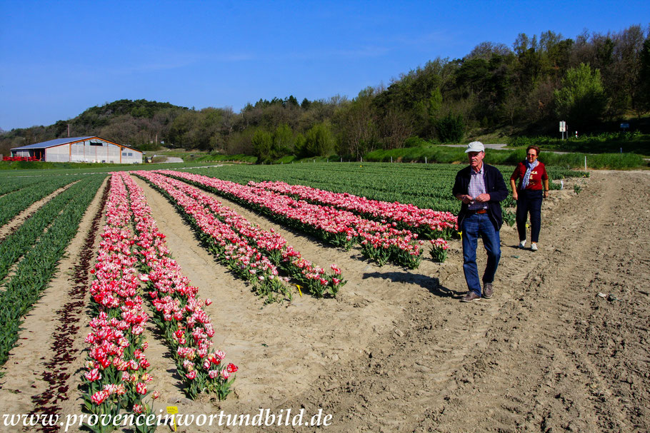 Bild: Tulpenfelder bei Niozelles in der Provence