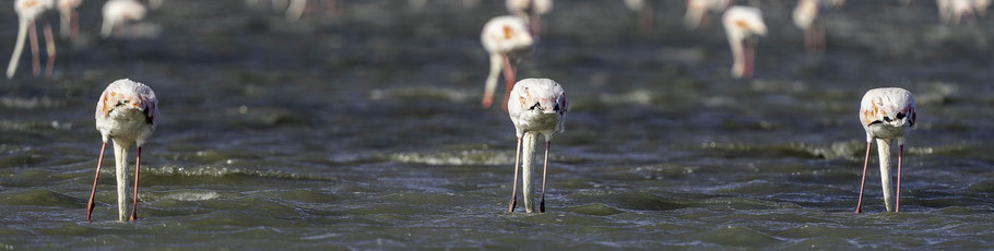 Bild: Flamingos in der Camargue in Saintes-Maries-de-la-Mer