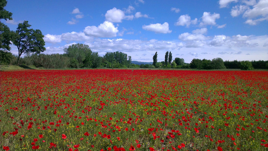 Bild: Mohnfeld in Les Taillades