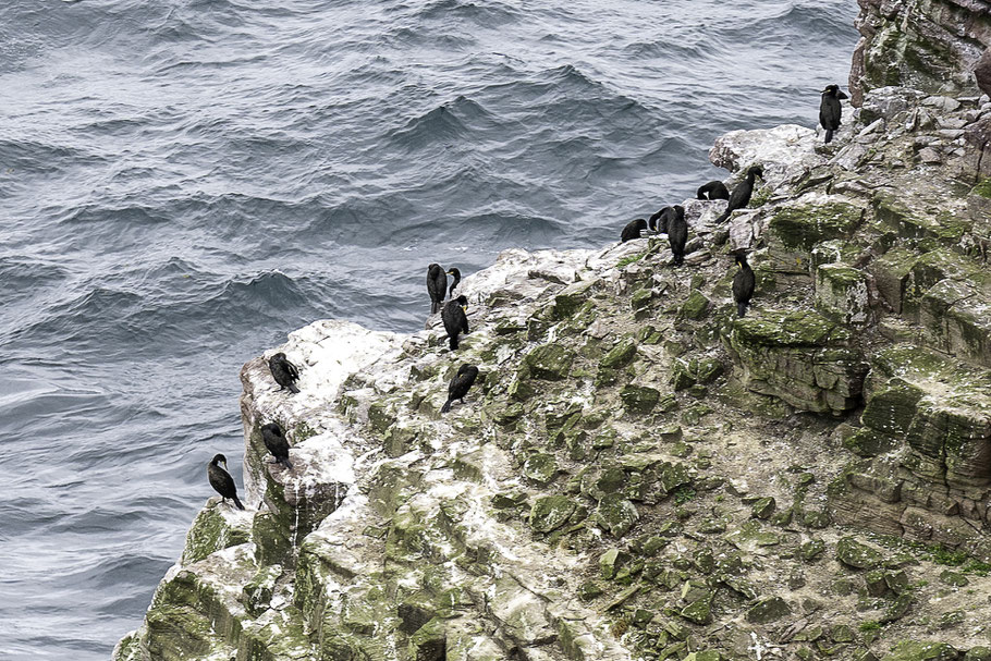 Bild: Cap Fréhel in der Bretagne hier mit Blick auf den Vogelfelsen am GR 34