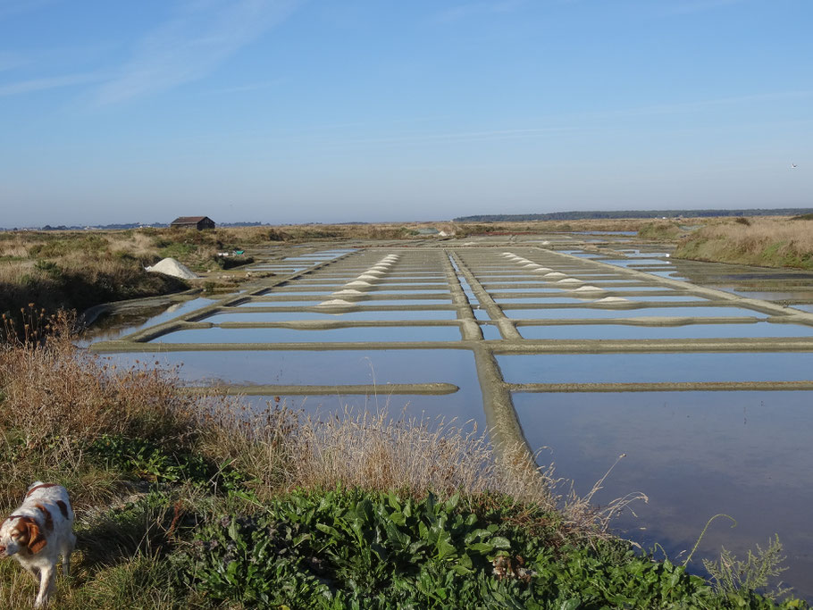 Bild: Salinen an  der "Route des Marais" auf der Presqu´île de Guérande  