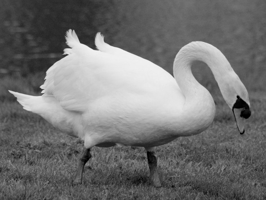 Zwaan