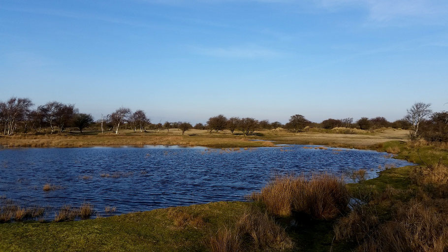 Amsterdamse Waterleidingduinen De Zilk