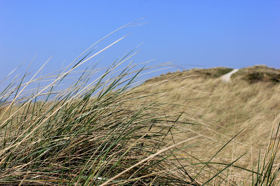 Texel