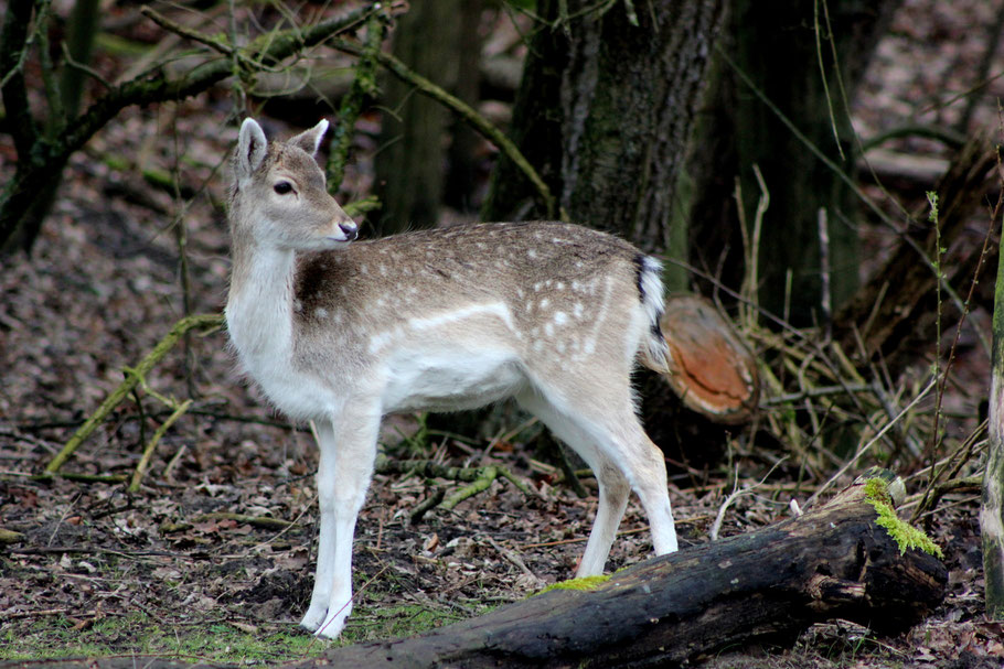 Hert Amsterdamse Waterleidingduinen