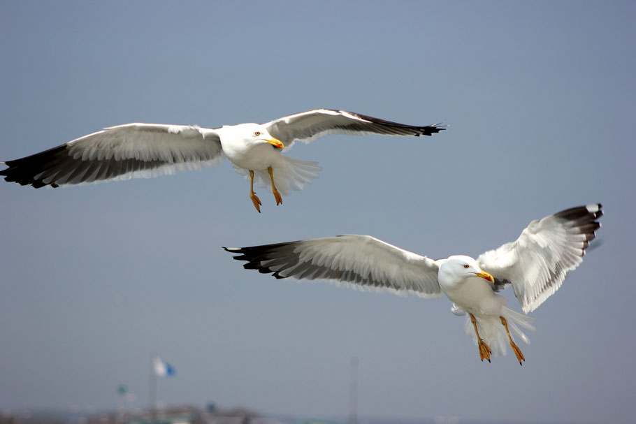 Seagulls