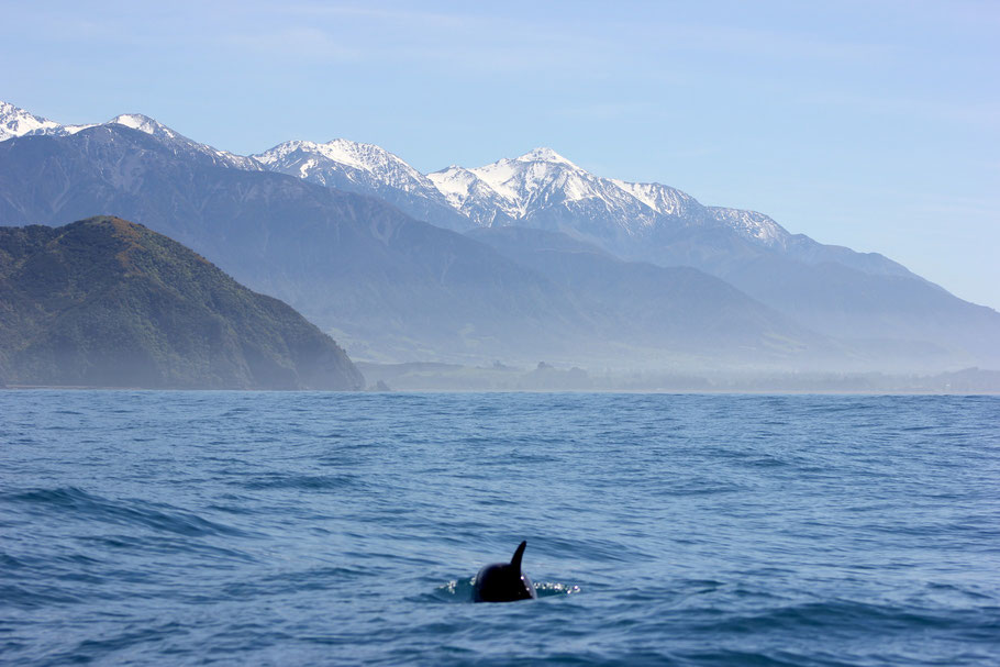 Hector dolphin Kaikoura with view on the mountains