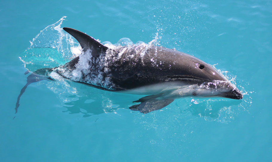 Hector dolphin Kaikoura