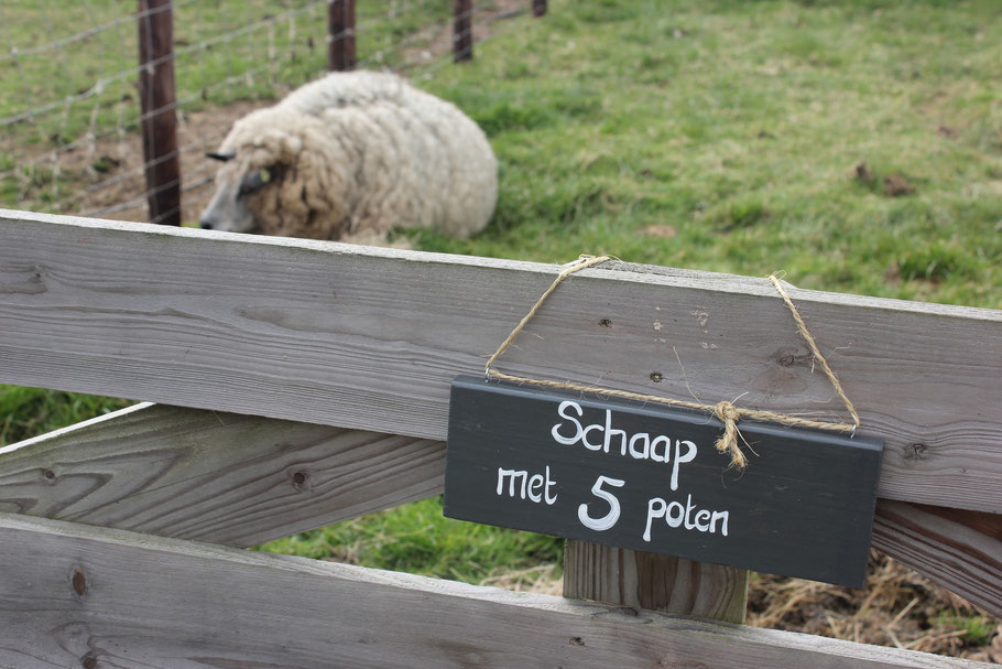 Schaap met 5 poten