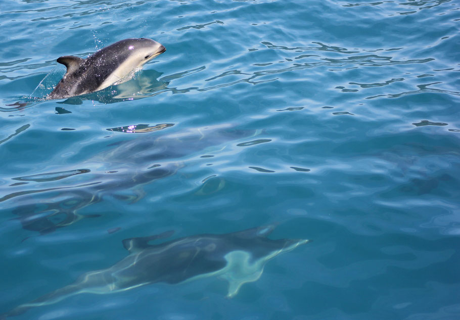 Spotting hector dolphins