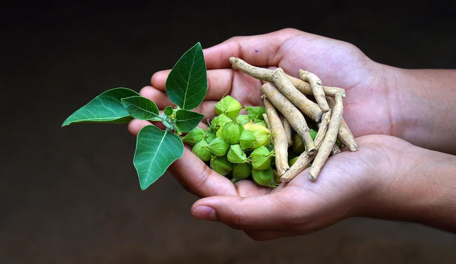 Ashwagandha Pflanze – traditionelle Anwendung in der Ayurveda