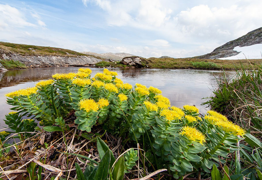 Rhodiola Pflanze – Rosenwurz traditionell genutzt als Goldene Wurzel