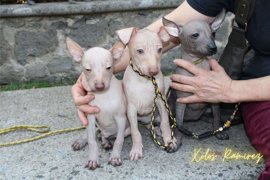 Los xoloitzcuintles Chili, Canela y Xaly siendo fotografiados en las instalaciones de la Federacion Canofila Mexicana (foto tomada por Xolos Ramirez)