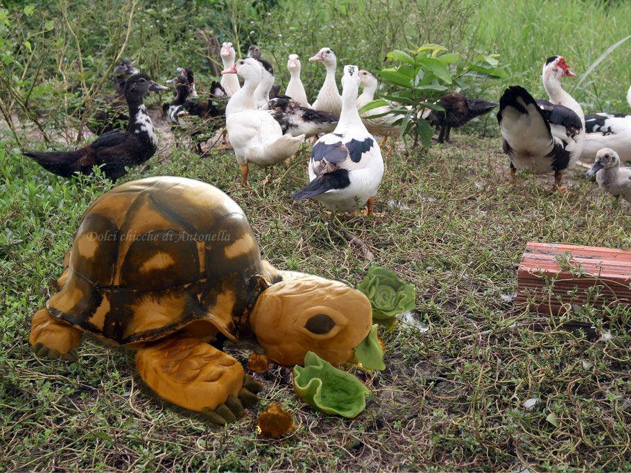 tartaruga-turtle-torte-dolci-la spezia-liguria