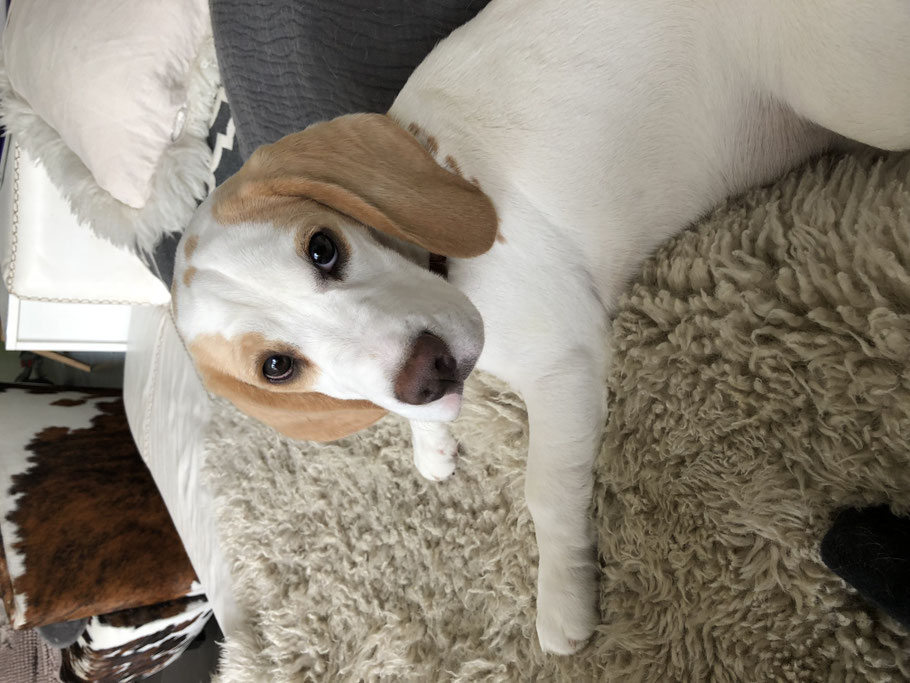 Sansa | hundkatzeschmaus.ch
