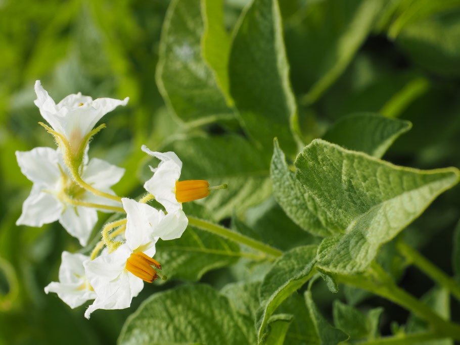 Erdäpfel-Blüte Anfang Juni 2016