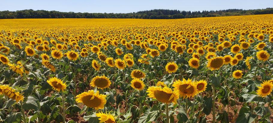 Sunflower field close to Dijon - France