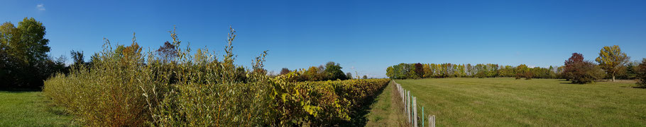  Parcelle de vigne entourée de haie - Le saule Salix viminalis compagnon de la vigne pour ses brins flexibles qui ont longtemps servis à l'attache de la vigne