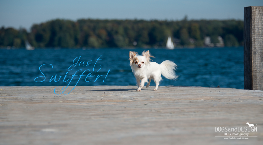 Chi-Love.de  | Die Seite für Chihuahua-Eltern! | BLOG | Magazin | Swiffer Chihuahua - Just Swiffer! 