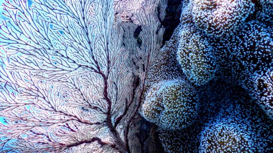 Korallen in voller Pracht (Quelle: Tomoe Steineck auf unsplash.com)