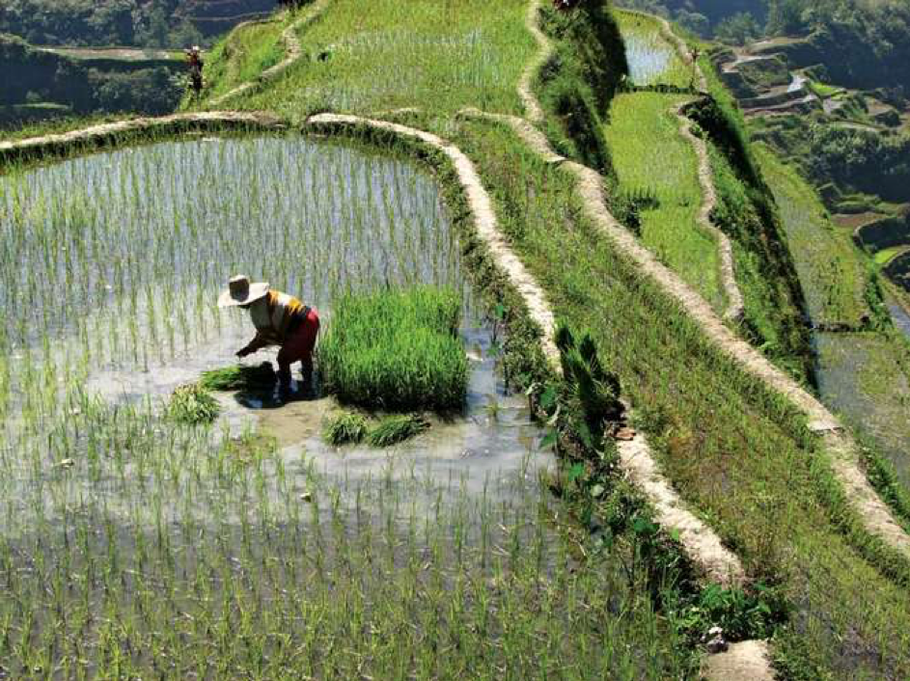Bäuerin beim Pflanzen von Reissetzlingen in der Nähe von Banaue in der Region Ifugao (Quelle: https://cdn.britannica.com/s:700x500/96/150496-050-5AFD623C/farmer-Ifugao-rice-terraces-Banaue-Philippines-Luzon.jpg, 02.02.2020)