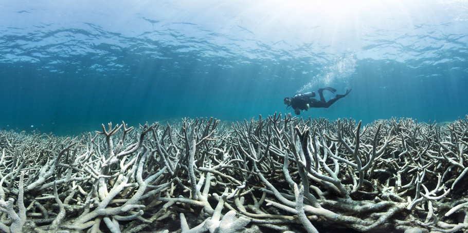 Abgestorbenes Korallenriff nach der sog. Korallenbleiche (Quelle: xl catlin seaview survey unter https://www.coralreefimagebank.org/coral-bleaching/)
