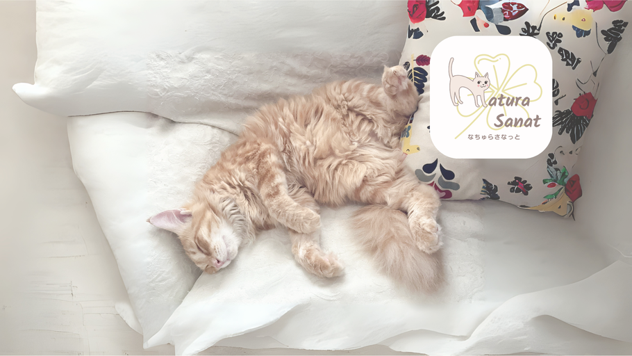 猫の自然食で育った猫、ボンボンジュニアの写真