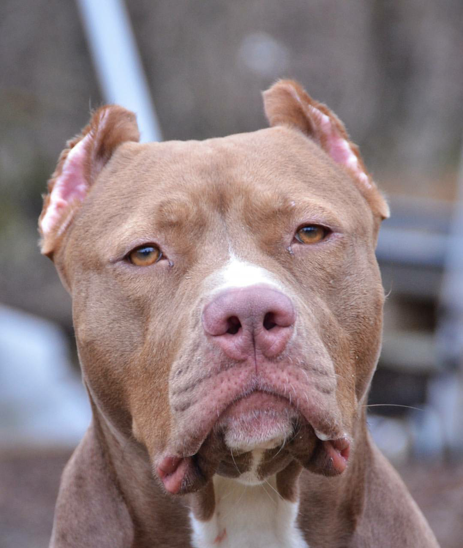 American Bully XL Hündin mit dem Short crop