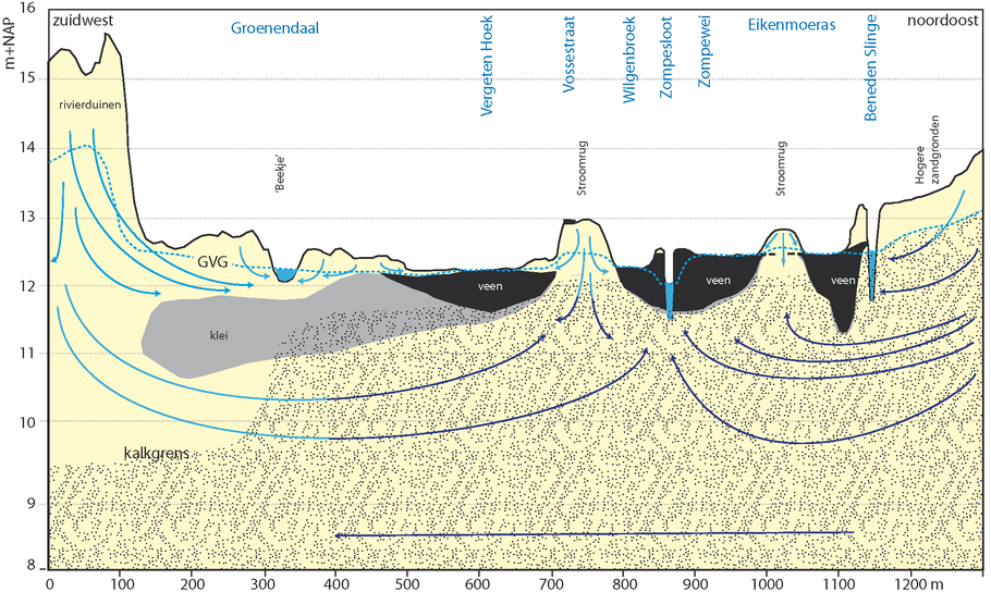 Transect ondergrond Zumpe met hydrologische werking. Zichtbaar zijn o.a. stroomlijnen grondwater, kalkrijke ondergrond, stroomruggen, veenlagen, kleilagen, geulen met veen opgevuld, GVG (Gemiddelde Voorjaars Grondwaterstand)