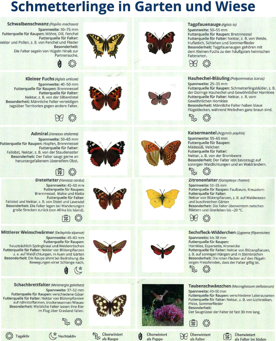 Übersichtstafel der Schmetterlinge