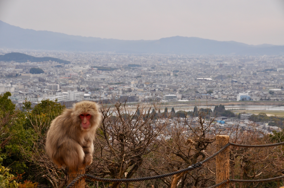 Affe Monkeypark Kyoto